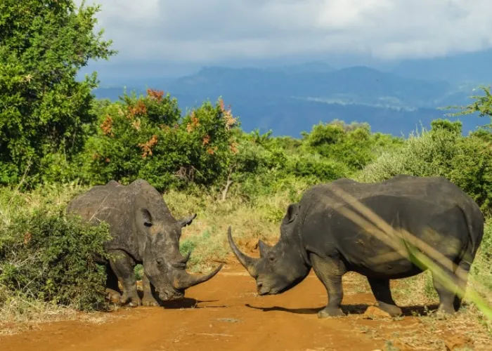 Meru National Park